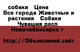 собаки › Цена ­ 2 500 - Все города Животные и растения » Собаки   . Чувашия респ.,Новочебоксарск г.